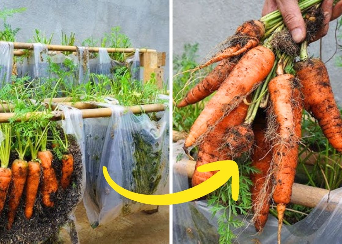Full Guide to Growing Carrots in Plastic Bags to Save Space, Save Money