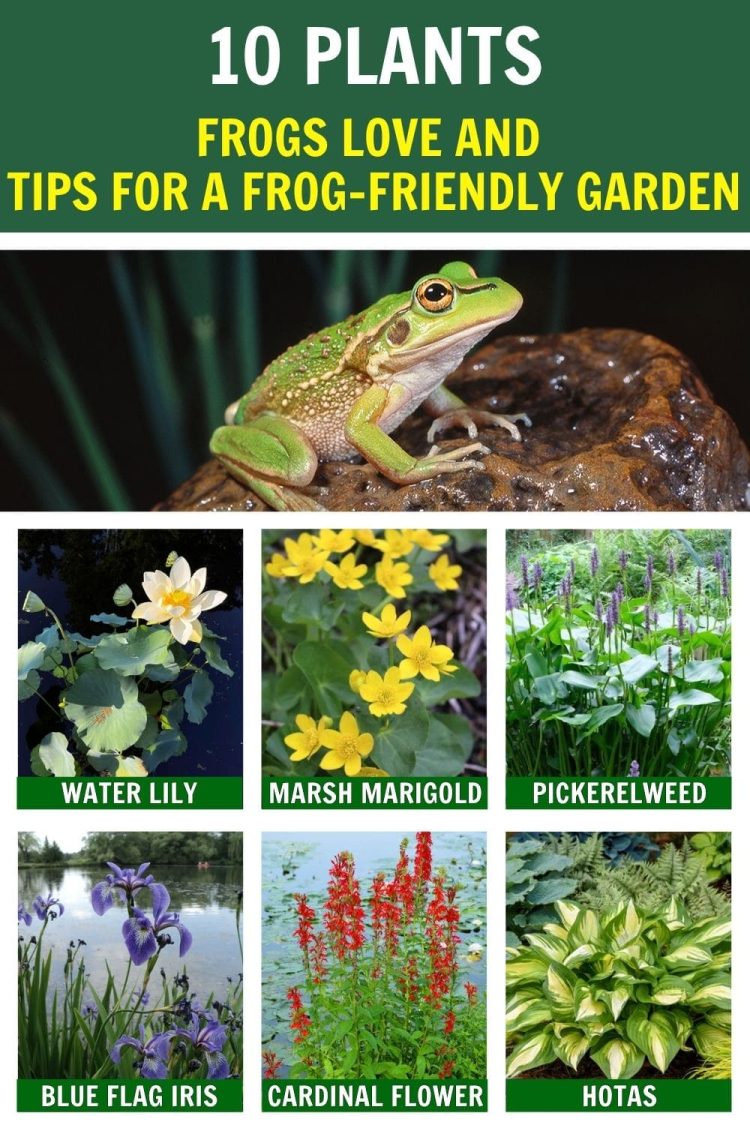 10 Plants Frogs Love And Tips for a Frog-Friendly Garden