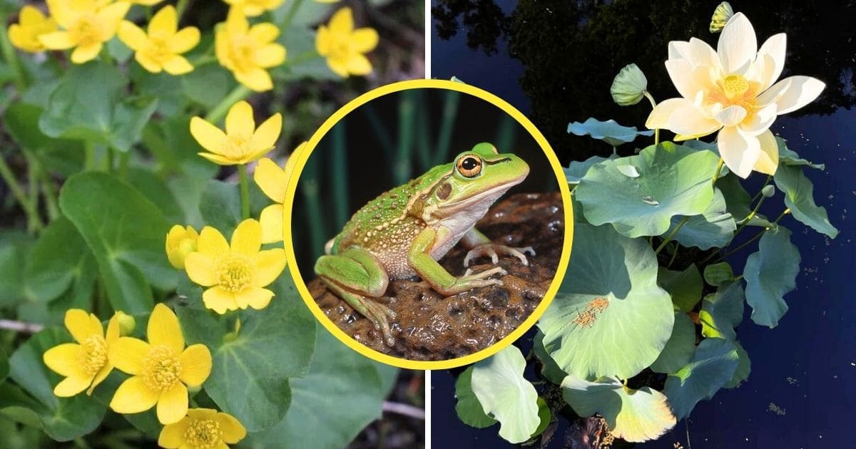 10 Plants Frogs Love And Tips for a Frog-Friendly Garden