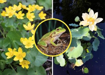 10 Plants Frogs Love And Tips for a Frog-Friendly Garden