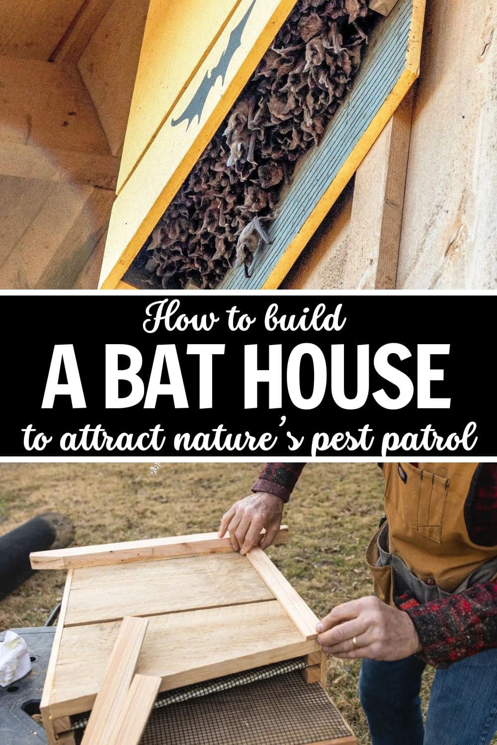 How to Build a Bat House to Attract Nature’s Pest Patrol