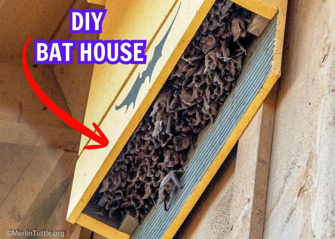 How to Build a Bat House to Attract Nature’s Pest Patrol