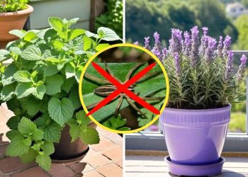 15 Plants That Naturally Repel Spiders