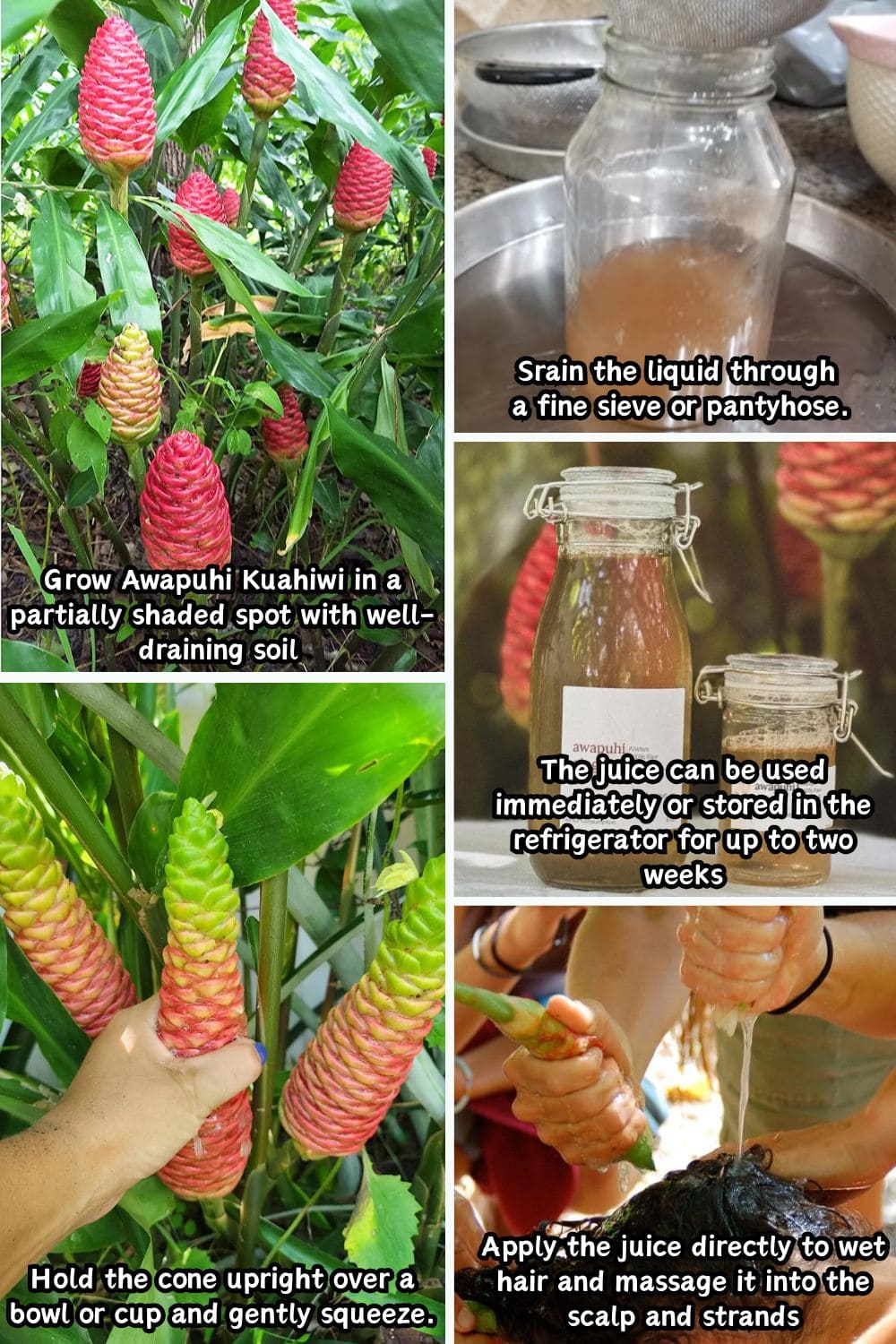 Awapuhi Kuahiwi Juice: Nature’s Shampoo You Can Grow, Squeeze, and Use