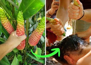 Awapuhi Kuahiwi Juice: Nature’s Shampoo You Can Grow, Squeeze, and Use