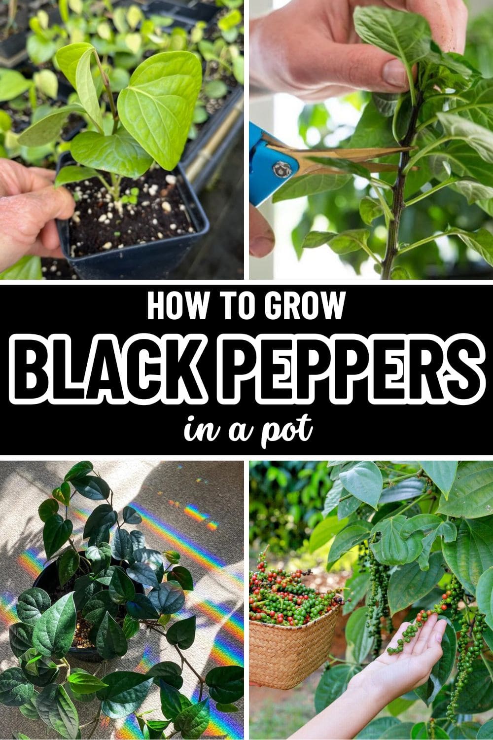 How to Grow Black Pepper in a Pot 100% Success