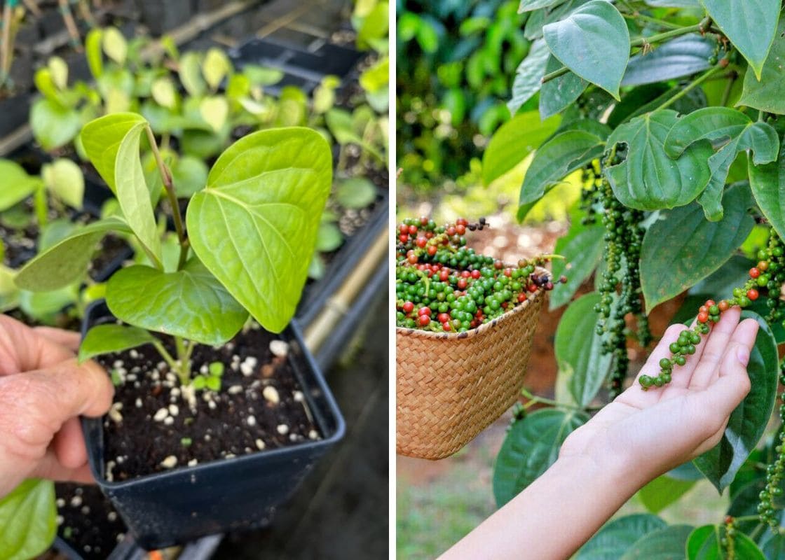 How to Grow Black Pepper in a Pot 100% Success