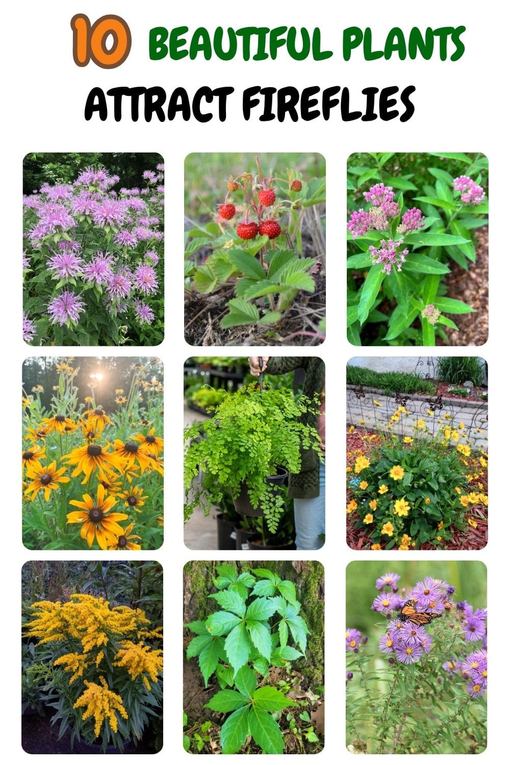 10 Beautiful Plants That Attract Fireflies to Your Garden