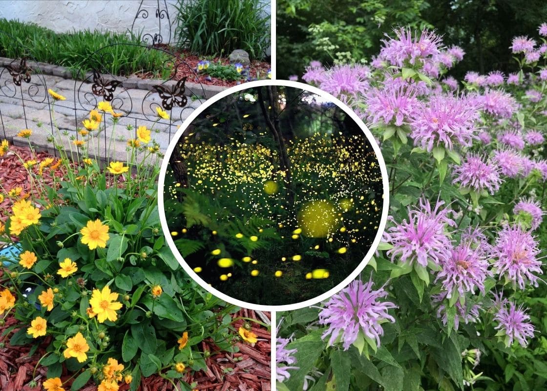 10 Beautiful Plants That Attract Fireflies to Your Garden