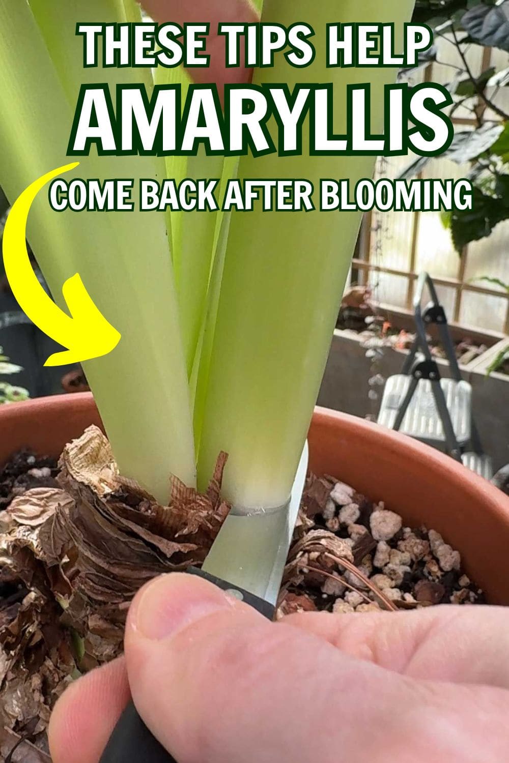 The Following Tips Keep Your Amaryllis Coming Back Stronger After Blooming