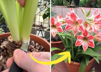 The Following Tips Keep Your Amaryllis Coming Back Stronger After Blooming The Following Tips Keep Your Amaryllis Coming Back Stronger After Blooming