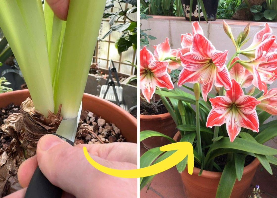 The Following Tips Keep Your Amaryllis Coming Back Stronger After Blooming
