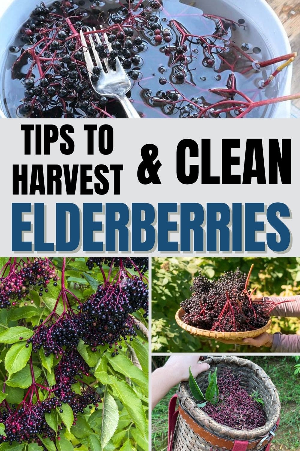 How to Harvest and Clean Elderberries Easily