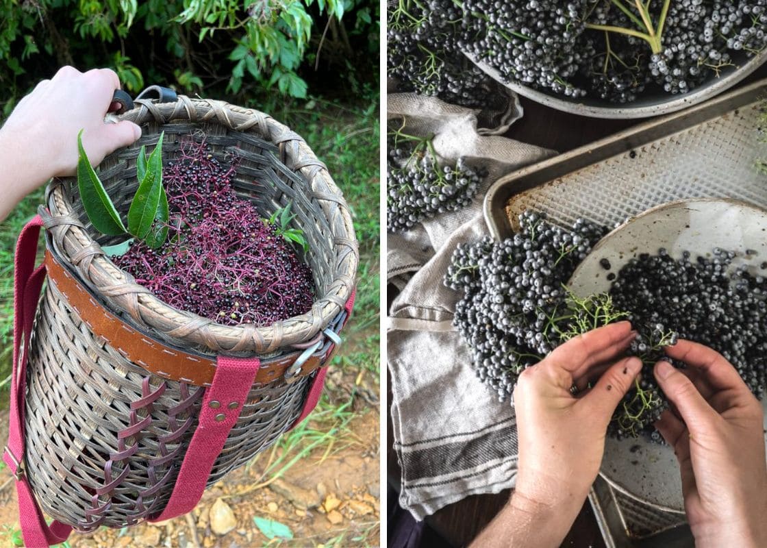 How to Harvest and Clean Elderberries Easily
