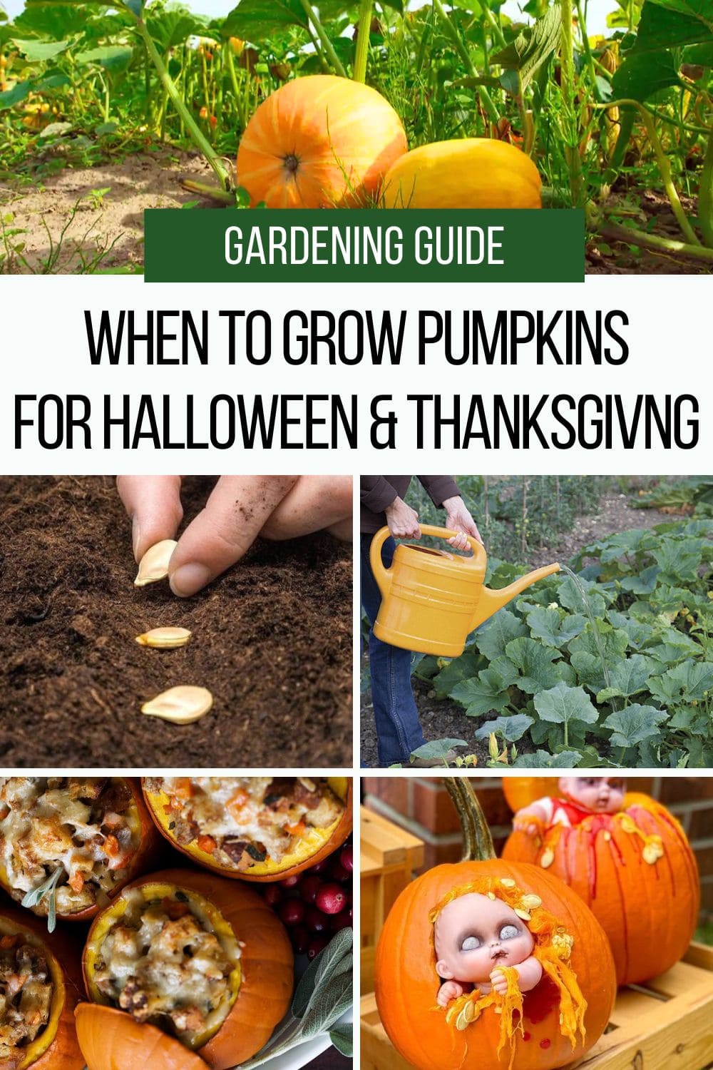 When to Grow Pumpkins for Halloween and Thanksgiving