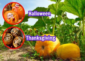 When to Grow Pumpkins for Halloween and Thanksgiving