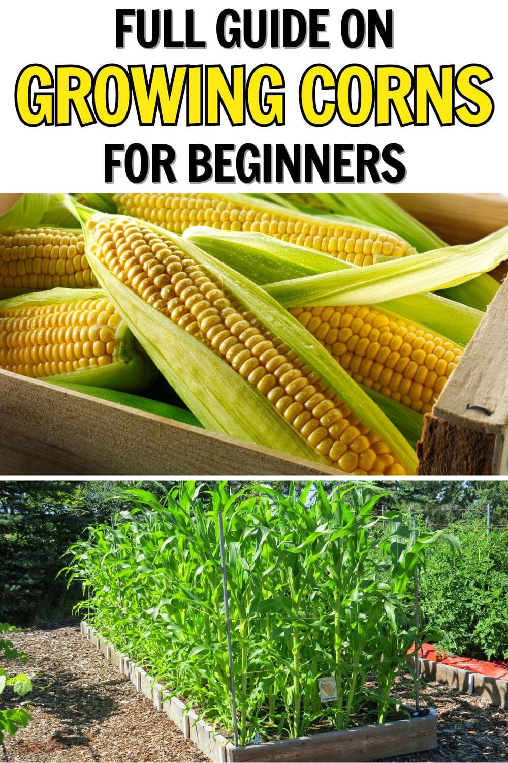 How to Grow Corn Successfully for Beginners