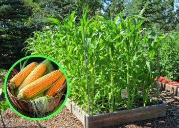 How to Grow Corn Successfully for Beginners How to Grow Corn Successfully for Beginners