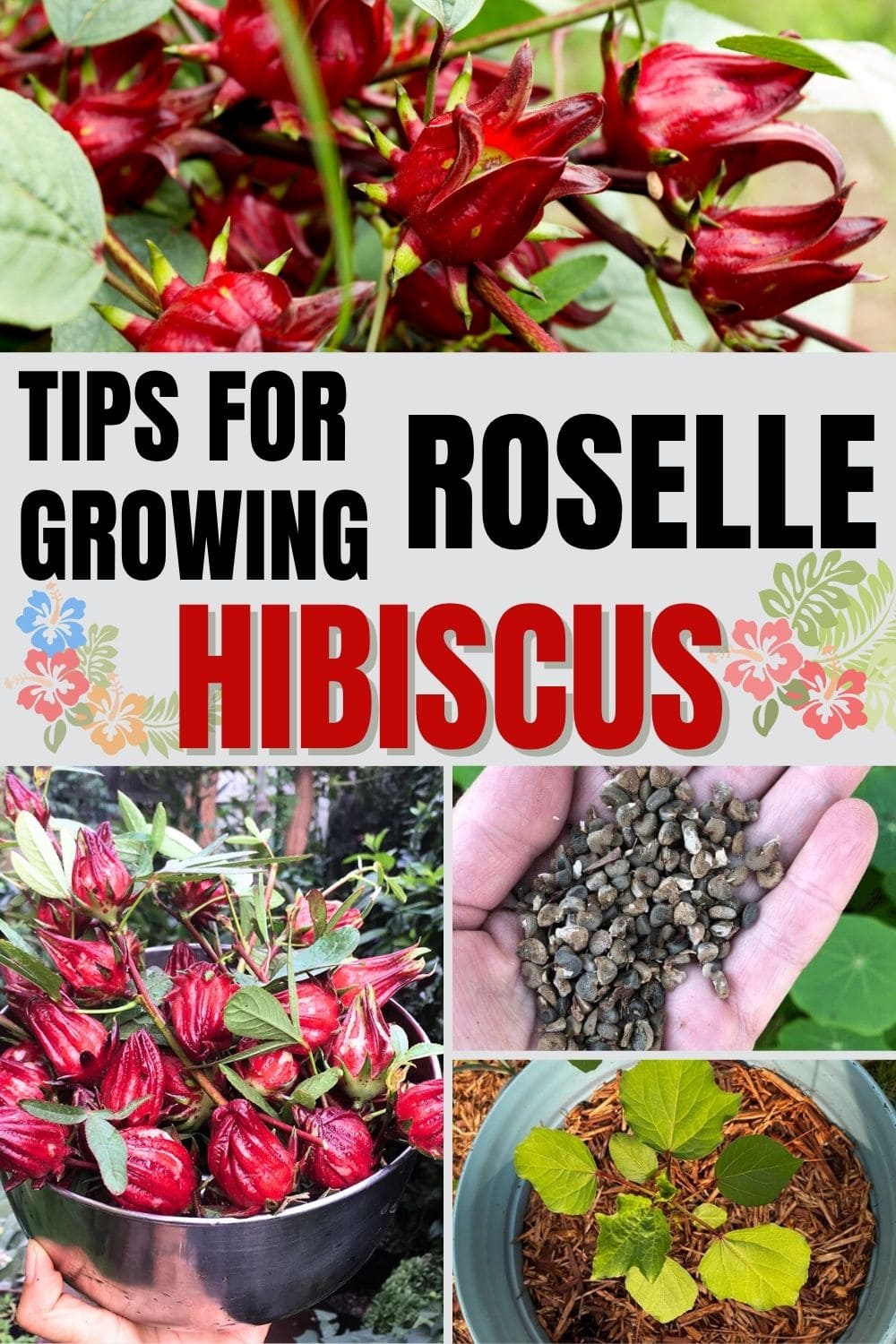 How to Grow Roselle Hibiscus from Seeds