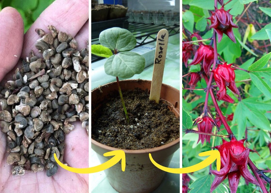 How to Grow Roselle Hibiscus from Seeds