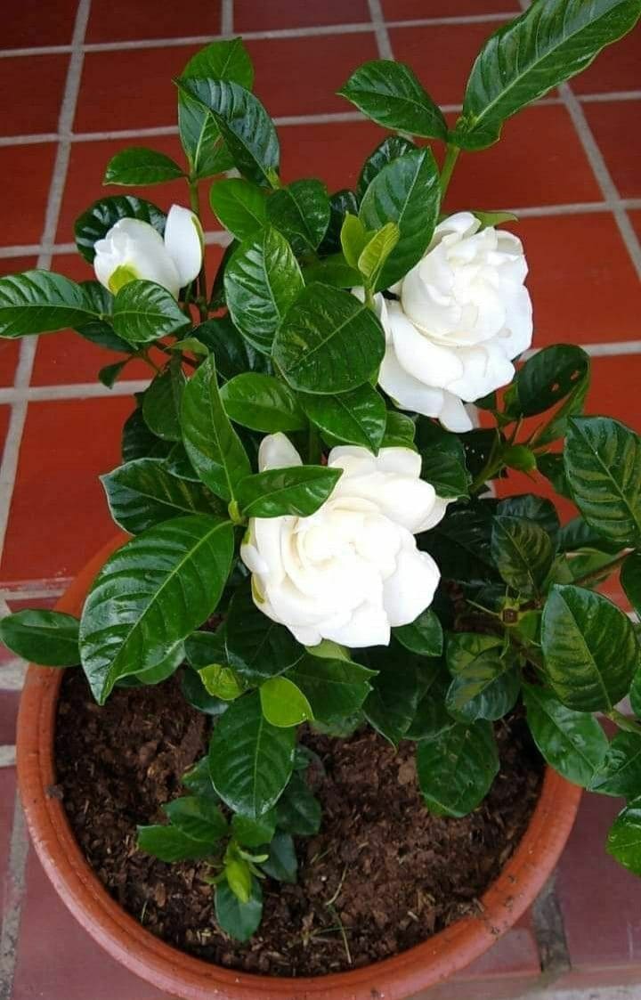 10 Flowers with Incredible Scents That Will Make You Fall in Love with Your Garden