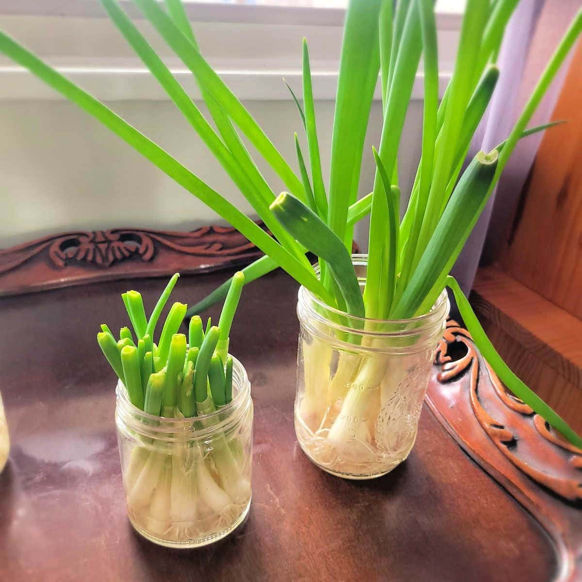 How to Grow Endless Green Onions at Home for Beginners