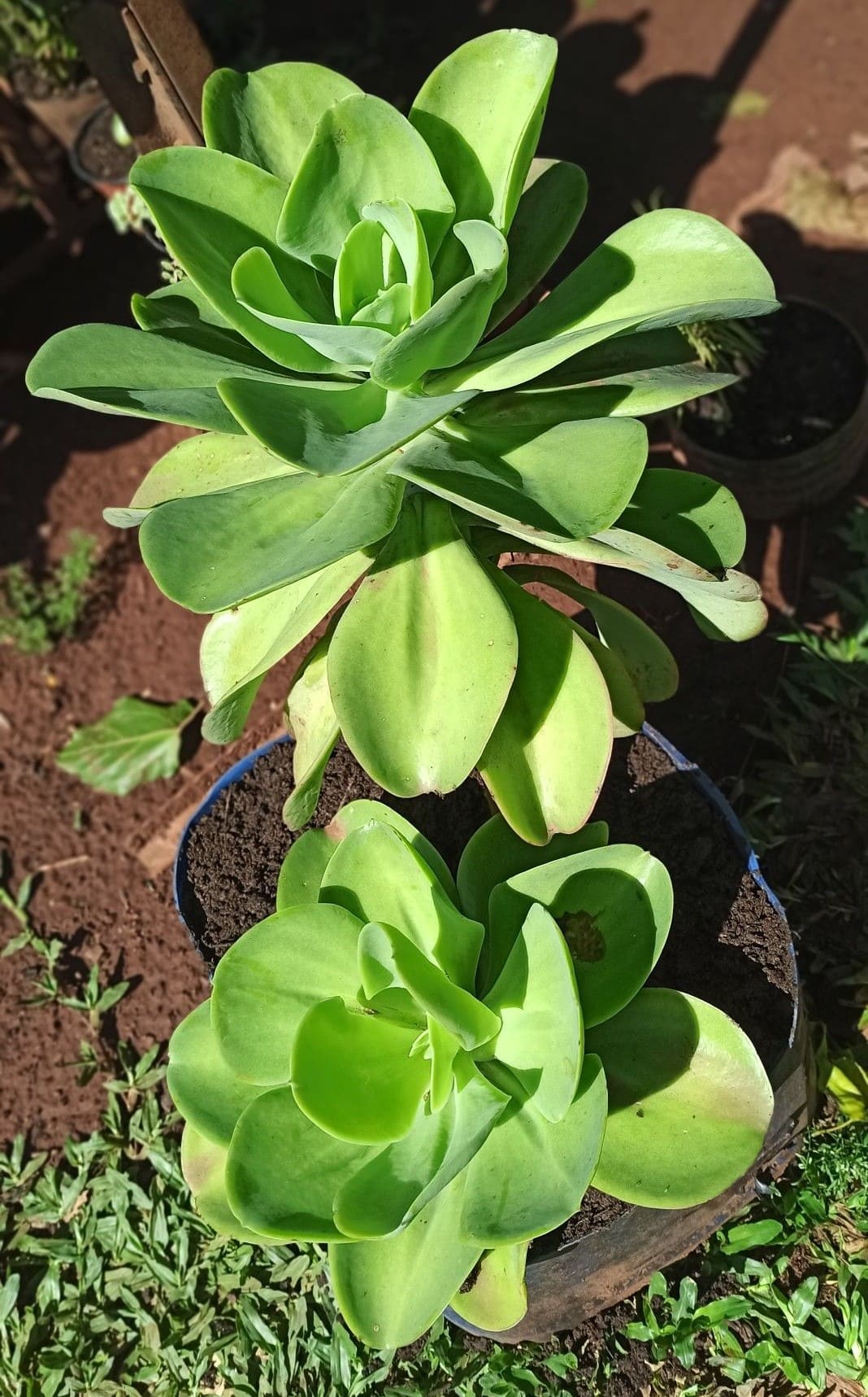 10 Proven Tips to Grow Giant Succulents Faster