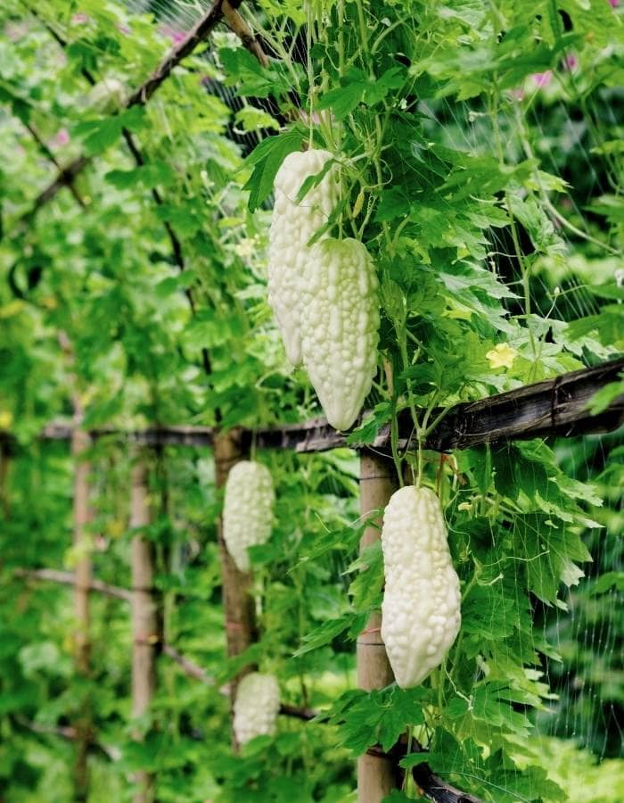 Here's The Secret to Growing Bitter Melon in Pots for the Biggest Harvests