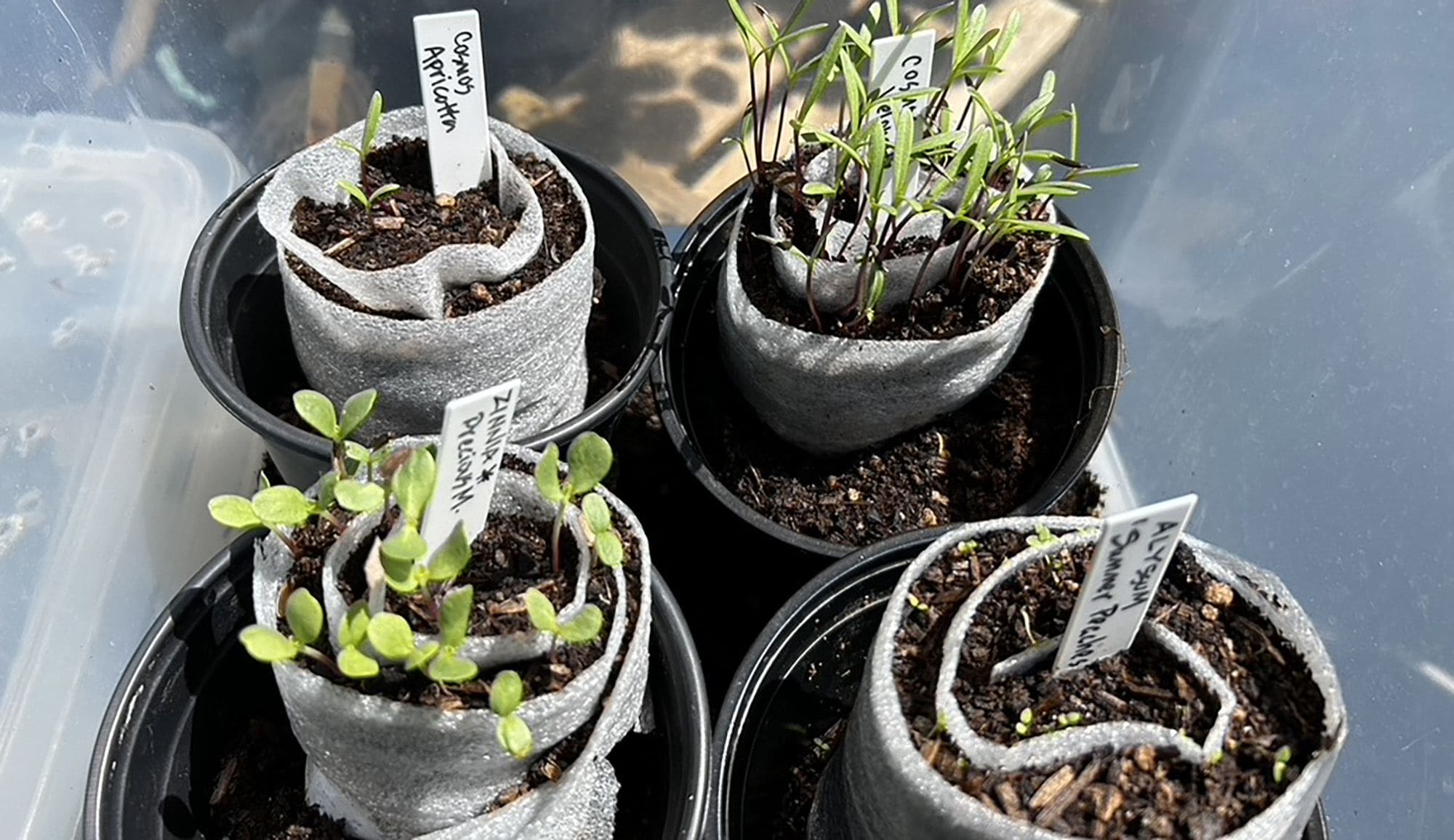 How the Seed Snail Trend Is Revolutionizing Home Gardening