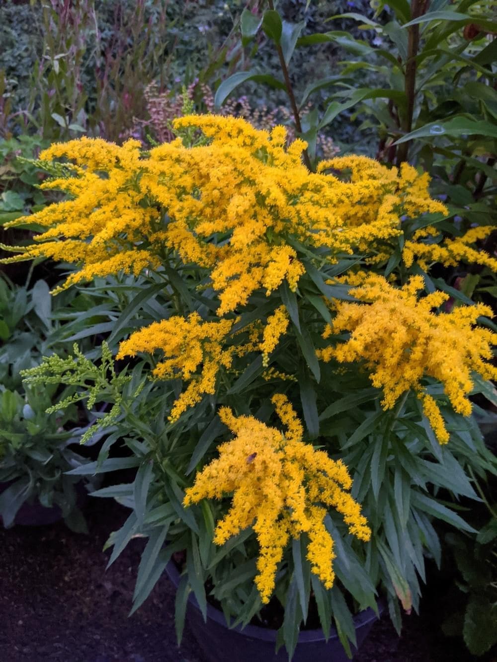 10 Beautiful Plants That Attract Fireflies to Your Garden