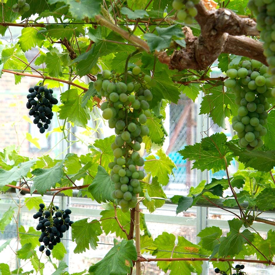 10 Edible Vines You Can Grow Indoors And Actually Eat
