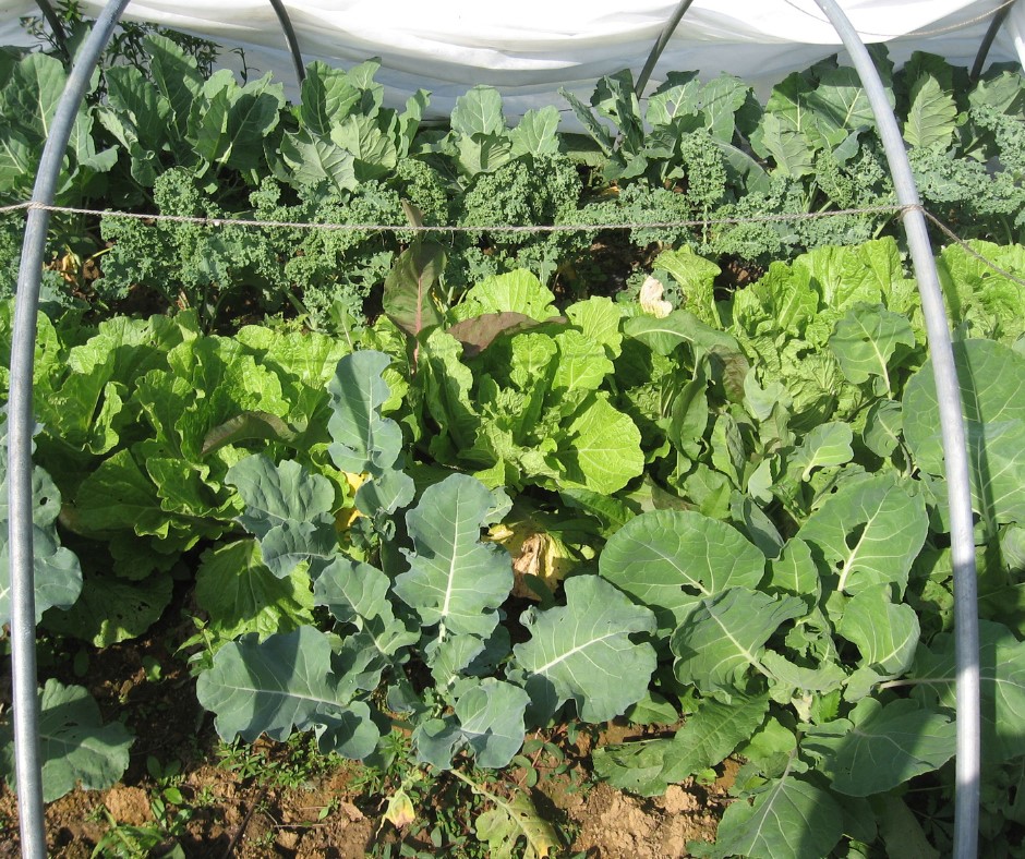 10 Ways to Heat Your Greenhouse in Winter Without Electricity