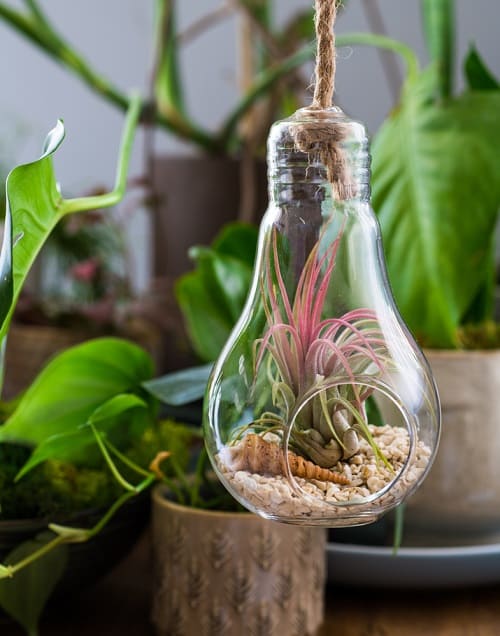 Hanging Light Bulb Air Plant Terrarium