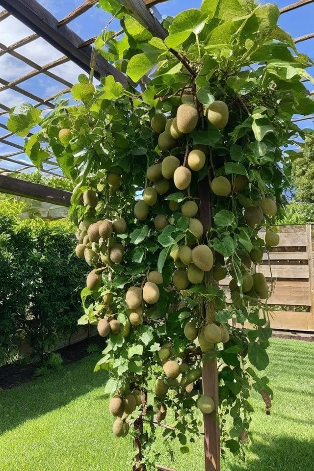 9 Tactics to Grow Kiwi in Pots from Expert Gardeners for Lush Vines and Juicy Harvests