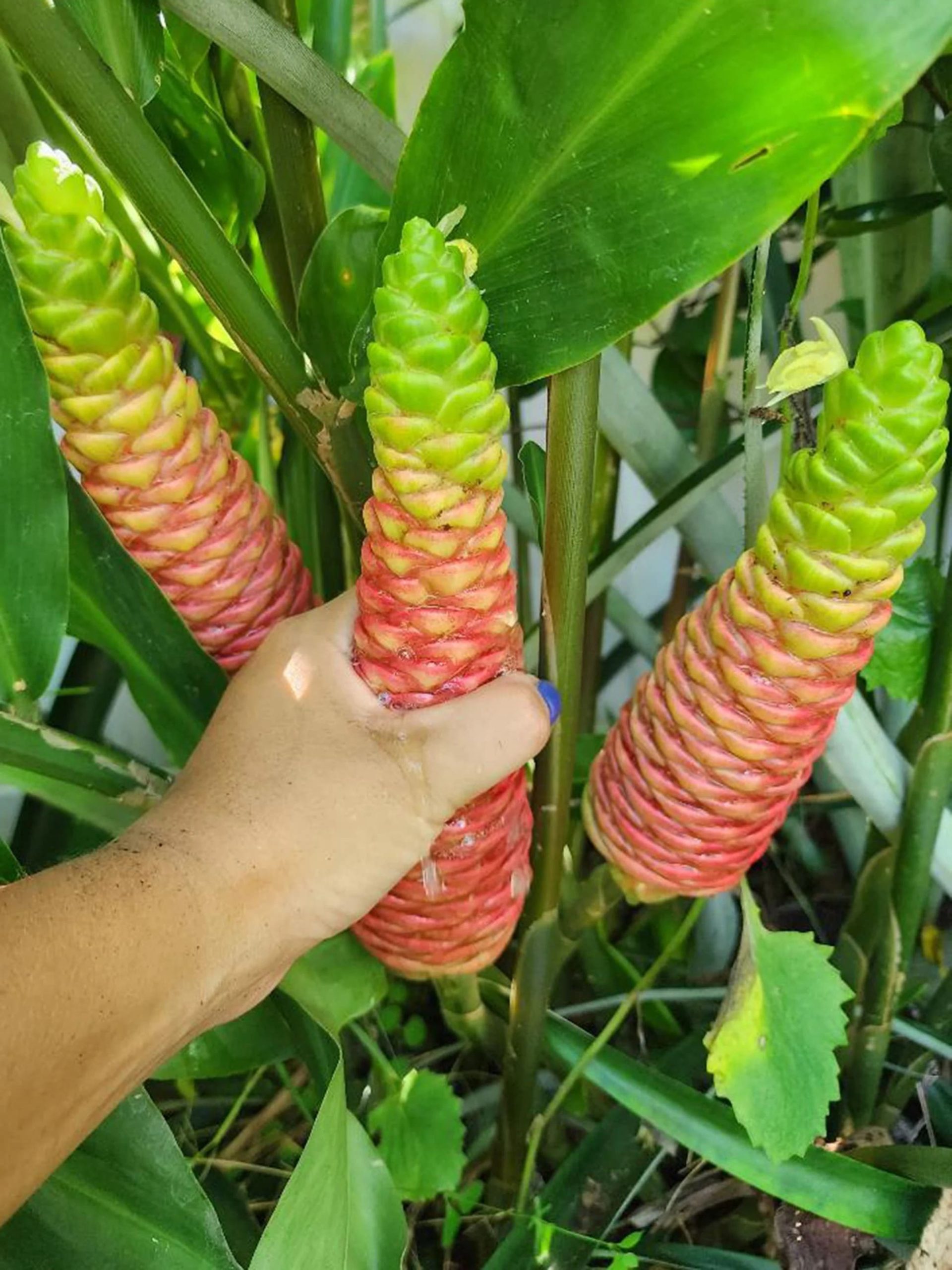Awapuhi Kuahiwi Juice: Nature’s Shampoo You Can Grow, Squeeze, and Use