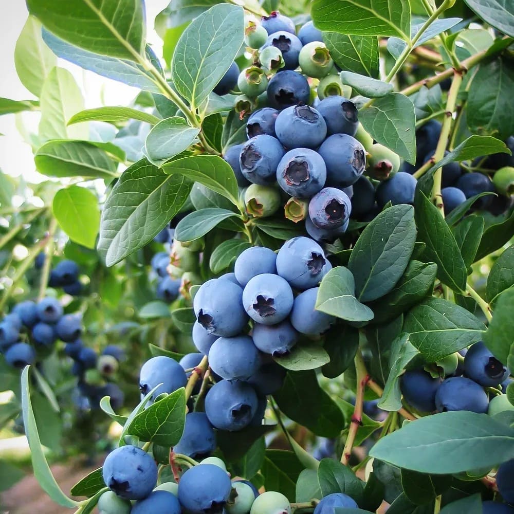 How to Propagate Blueberries Successfully for Berry Lovers