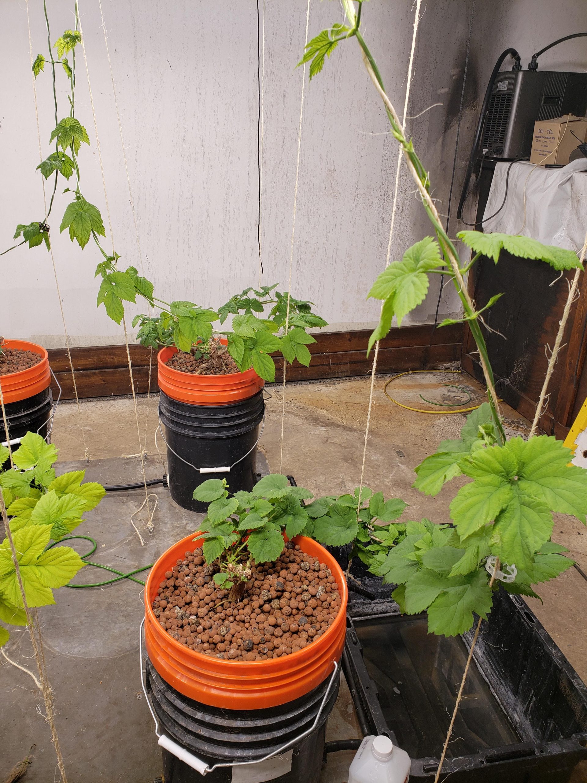 10 Edible Vines You Can Grow Indoors And Actually Eat