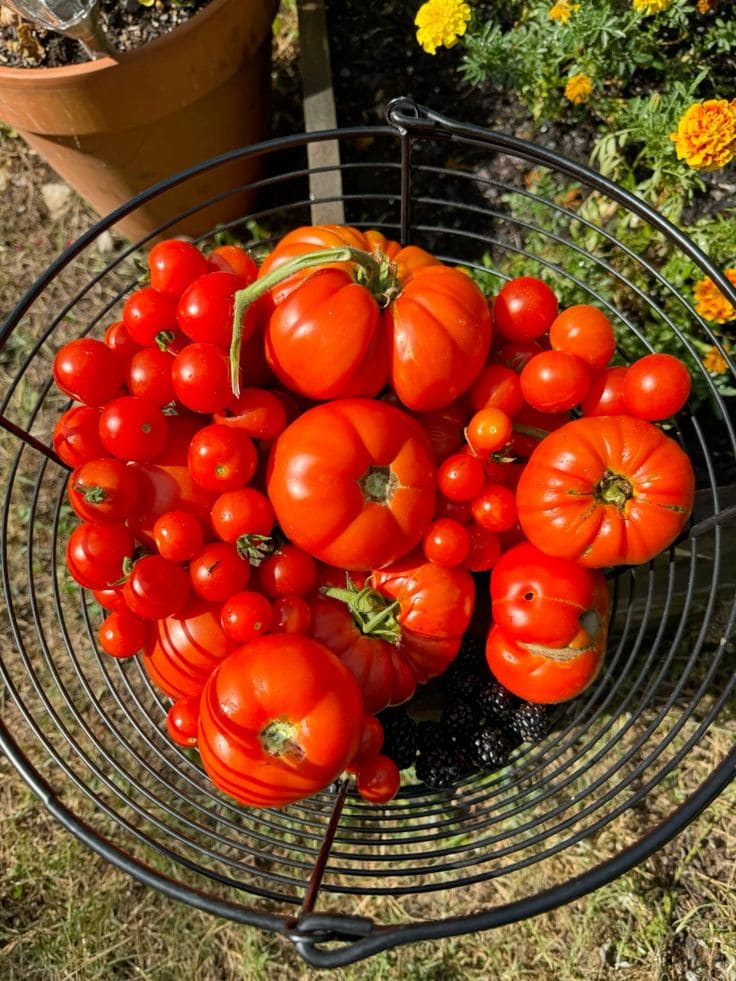 How to Keep Tomatoes Fresh for Months Using Wood Ash