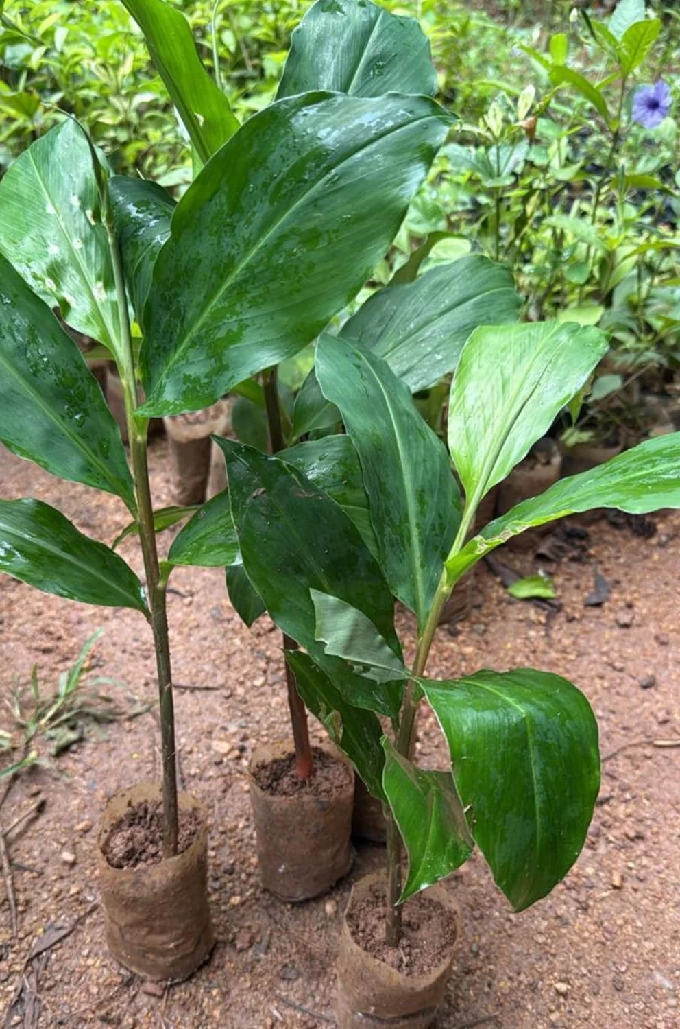 Awapuhi Kuahiwi Juice: Nature’s Shampoo You Can Grow, Squeeze, and Use
