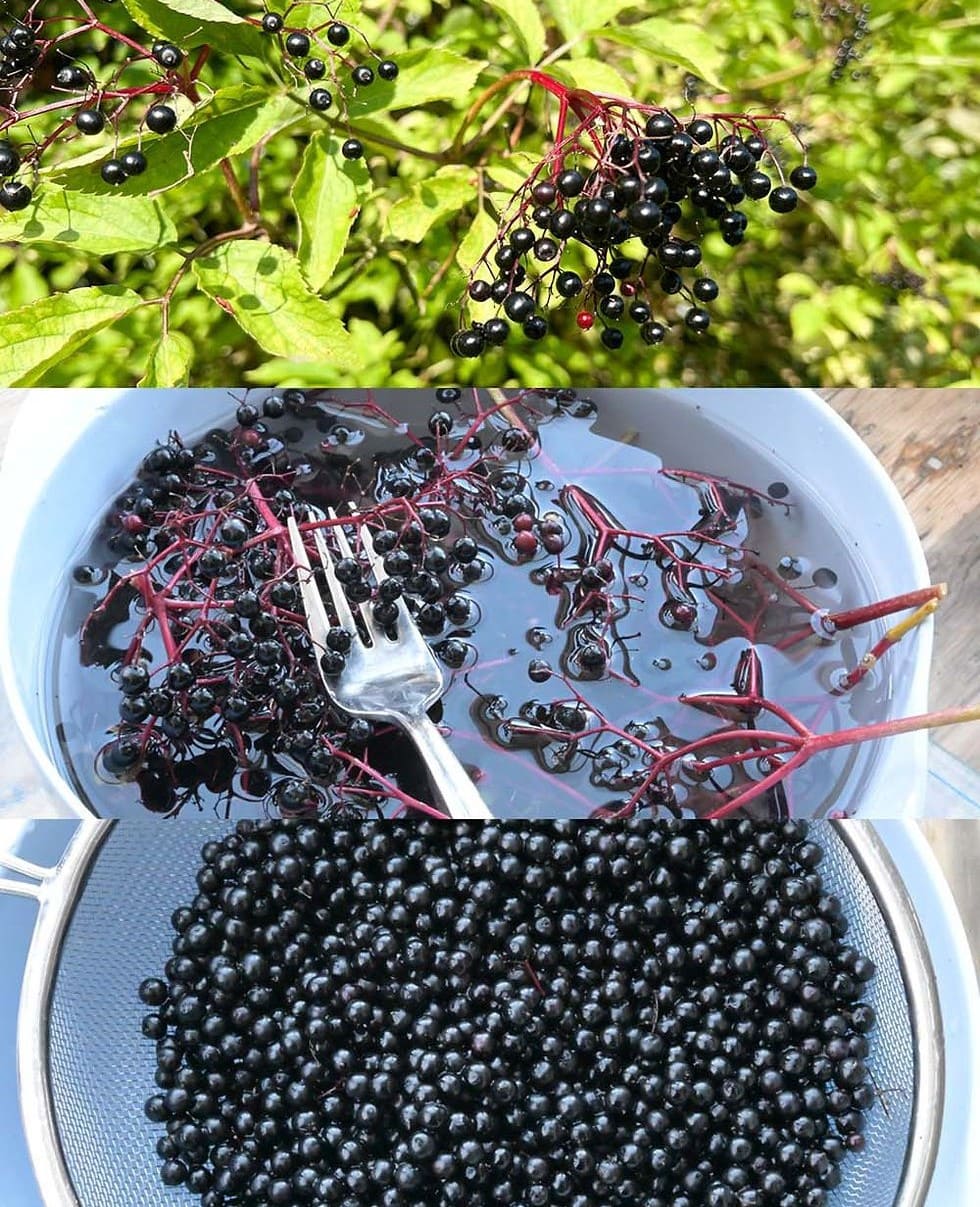 How to Harvest and Clean Elderberries Easily