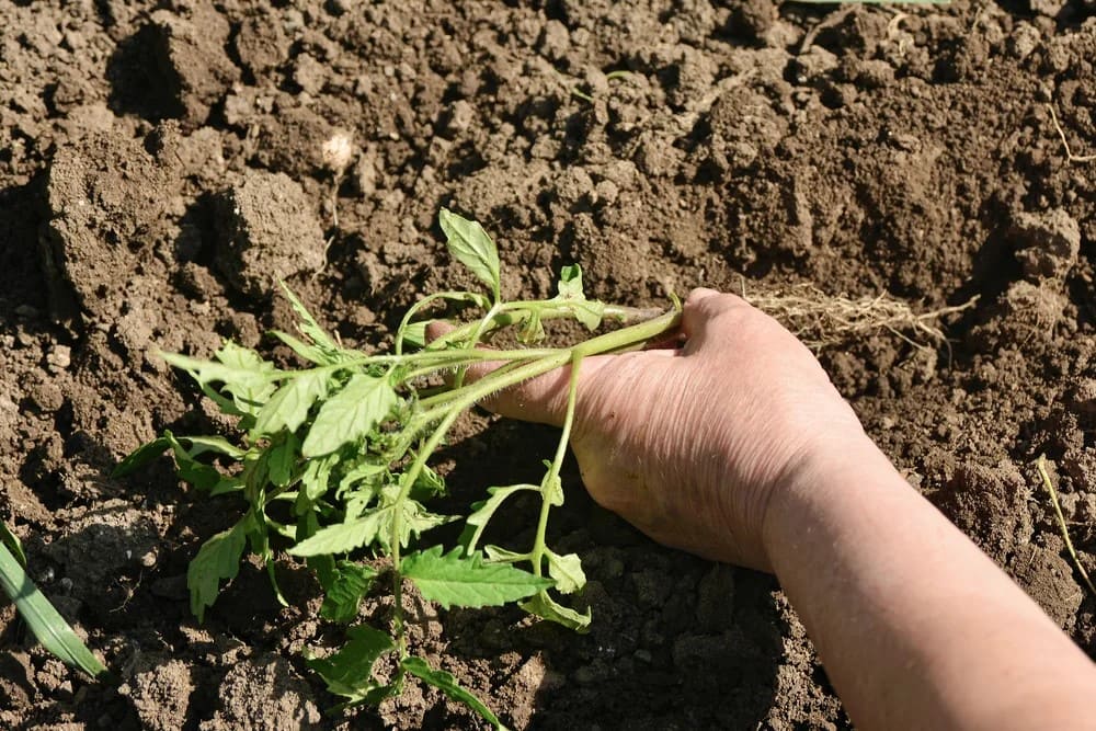 Trick to Plant Tomatoes Sideways for the Biggest Harvest