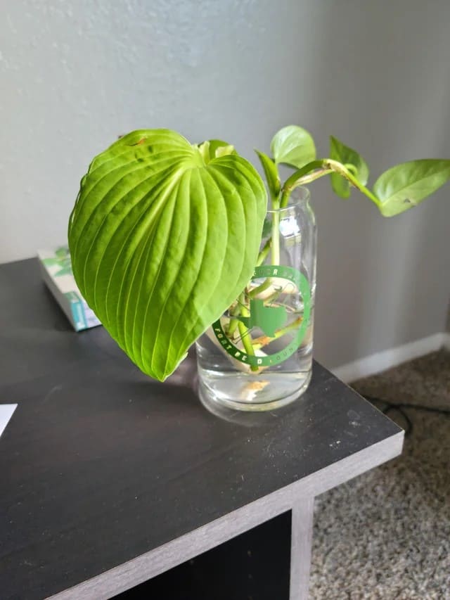 Why More And More People Grow and Propagate Hostas in Upcycled Jars