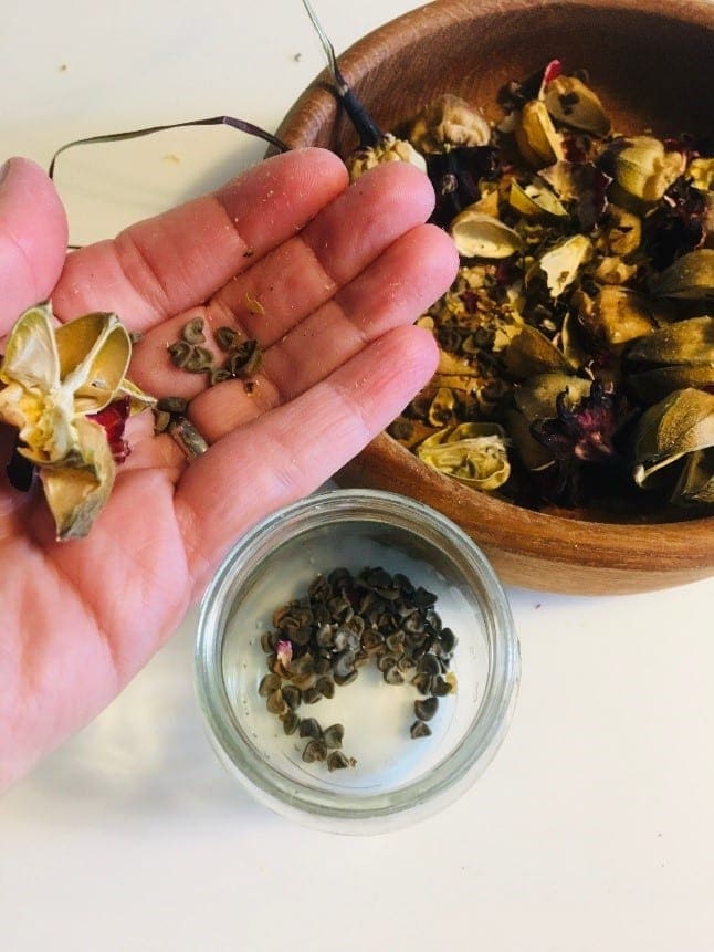 How to Grow Roselle Hibiscus from Seeds