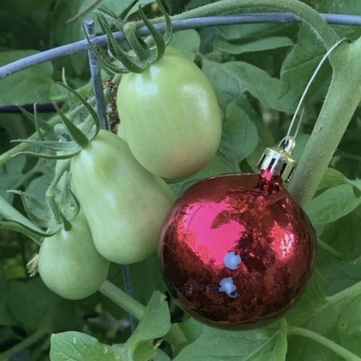 How to Keep Birds Off Your Tomatoes with a Simple Holiday Trick
