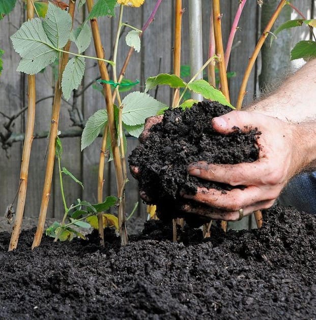Many Gardeners Don't Know to Use Chicken Poop as Fertilizer. Here're The Right Way
