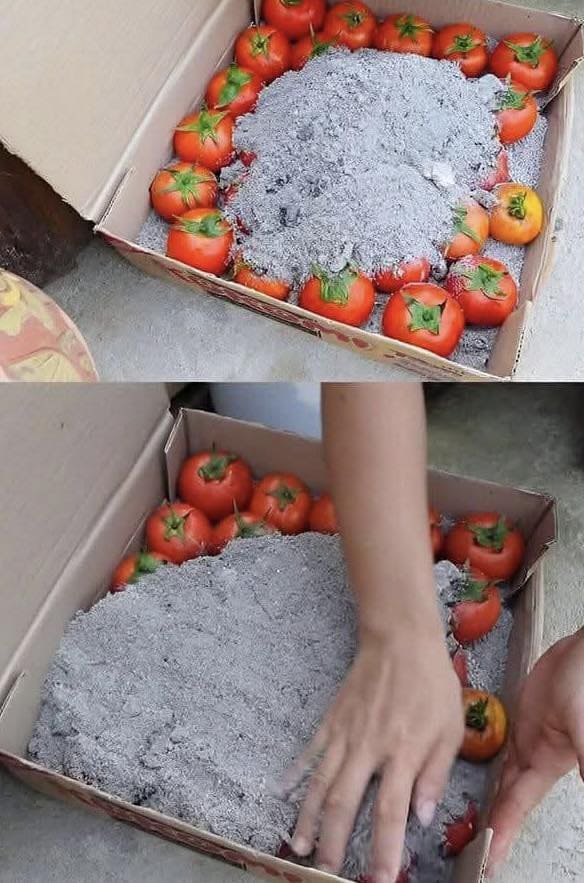 How to Keep Tomatoes Fresh for Months Using Wood Ash