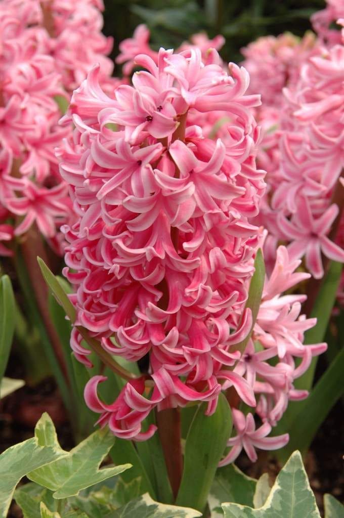10 Flowers with Incredible Scents That Will Make You Fall in Love with Your Garden