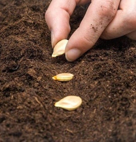 When to Grow Pumpkins for Halloween and Thanksgiving