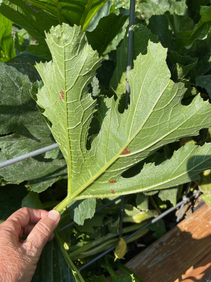 These Tips Are Super Effective to Prevent Squash Bug