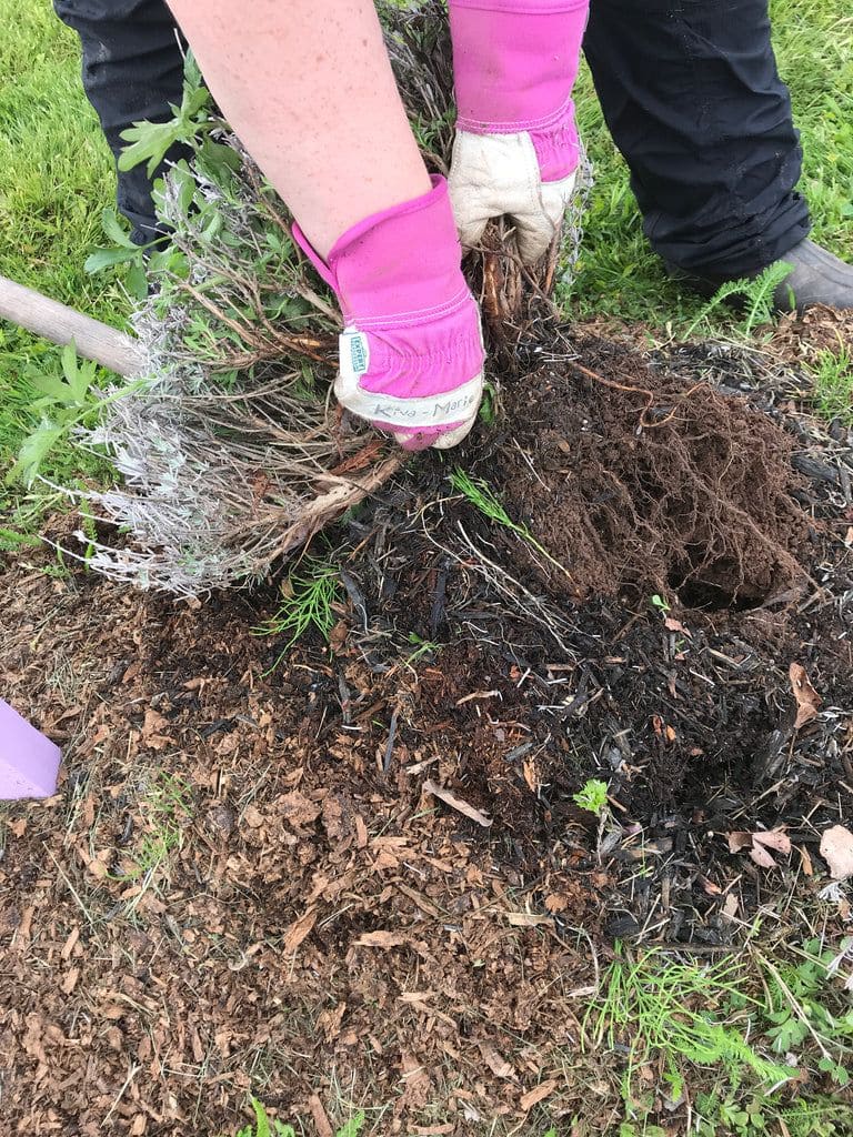 How to Save a Dying Lavender Plant And Help It Thrive Again
